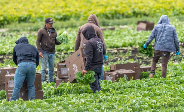 rôle de la DIRECCTE dans les demandes de régularisation par le travail